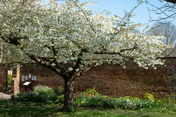 Tree with fresh white blossom, outside the hisoric walled garden at Eastcote House Gardens in the Borough of Hillingdon, London, UK. 
