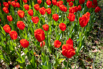 Fototapeta premium チューリップの祭典