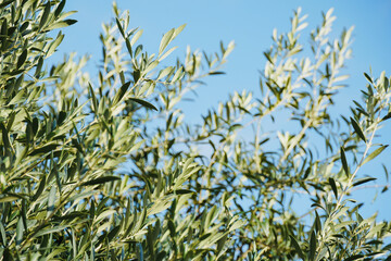 Olive tree branches with beautiful natural light and blue sky in the background. Olive leaves blooming. Space for text, oil extraction process.