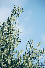 Olive tree branches with beautiful natural light and blue sky in the background. Olive leaves blooming. Space for text, oil extraction process.