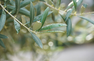 Olive tree blooming in spring. Olive tree leaves with beautiful natural sunlight in the background. Space for text, oil extraction process.Olive tree blooming in spring. 