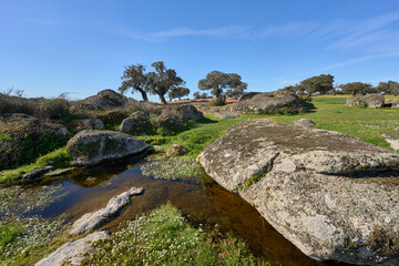 Landscape with stone oak trees and cork oaks in the Extremadura department of Spain