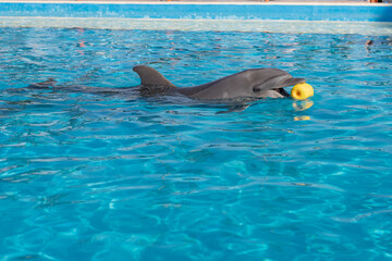 プールを泳ぐイルカ