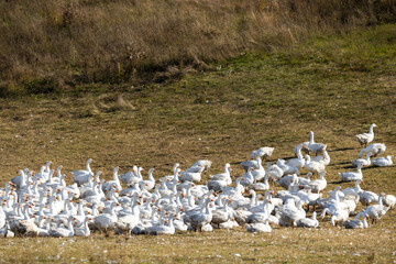 Flock of geese in open air, Hungary