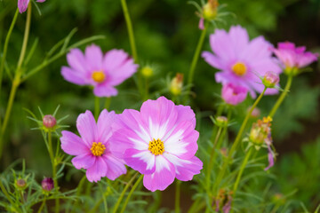 fresh beautiful mix white and pink cosmos flower yellow pollen blooming in natural botany garden park