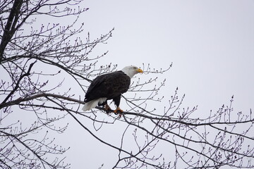 North American bald eagle Haliaeetus leucocephalus sits perched in trees during the cold winter  - Powered by Adobe