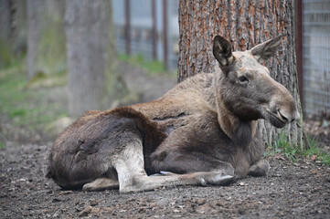 European Moose, Alces alces, elk animals