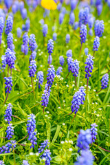 The Muscari armeniacum or grape hyacinth in spring garden in Germany