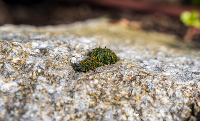 Detail of blooming moss on rock with blurred background