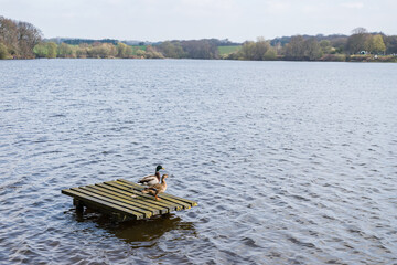 Mallard ducks on a fishing platform - 590833350