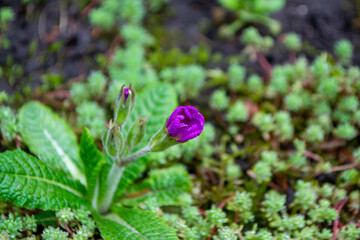 A purple flower is growing on a patch of grass and has a small patch of moss on it. High quality photo