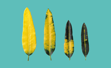 gelb blätter kontrast blau grün hintergrund pflanzekartegrußkarte illustration desgin digital background planer sticker - obrazy, fototapety, plakaty