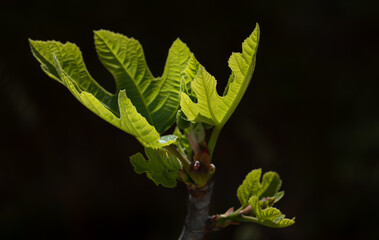 Delicate young leaves of the fig tree glow green in the sun and in backlight. The background is...
