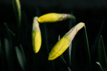 Daffodils buds in sunshine in springtime, easter yellow flowers covered with raindrops in green spring meadow on dark bokeh background