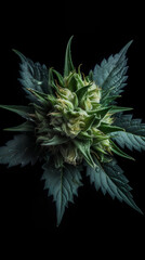 Naklejka na ściany i meble Cannabis bud close-up on a black background. Medicinal indica with CBD.