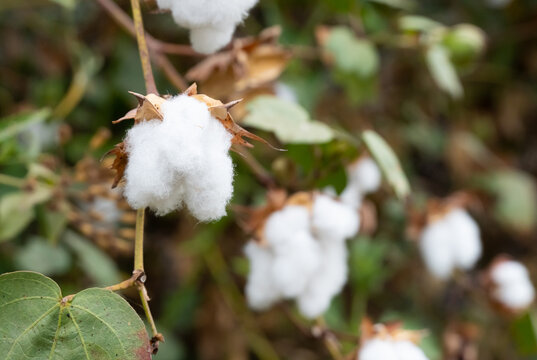 Pure white cotton flowers, natural fibers, are blooming ready for harvest for use in the production of clothing and textiles.
