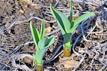 Perennial green onions in the garden on a spring day