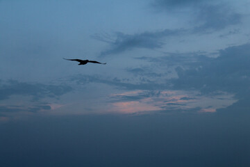 The bird in the sky