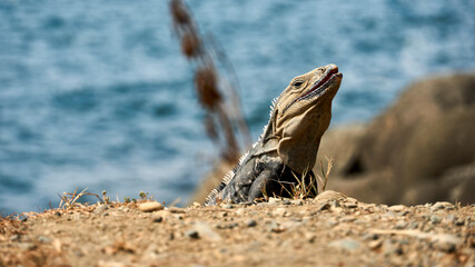 Iguana on a rock