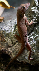 lizard (anolis cristatellus) on a rock