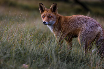 Red fox standing between high grass