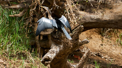 snake bird on a tree in cano negro reserve