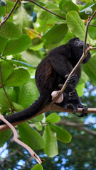 howler monkey sitting on his balls (ouch)