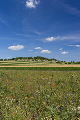 Traditional wine cellars with vineyard in Galgenberg near Wildendurnbach, Lower Austria, Austria