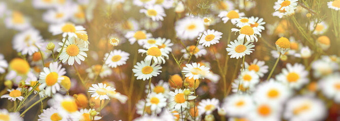 Selective and soft focus on beautiful chamomile flowers in the meadow, Daisy flower in meadow
