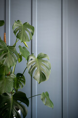 Green Monstera plant against dusty blue wall