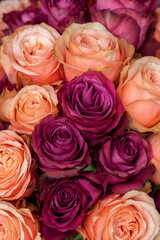 Fototapeta na wymiar Peach and purple roses closeup