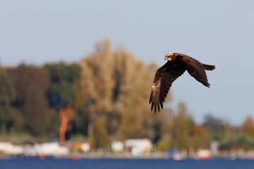 Western marsh harrier flying in the air