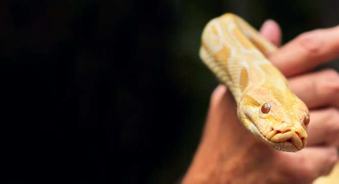 Yellow tropical boa close-up in the hands of a tourist.