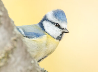 Blaumeise Porträt