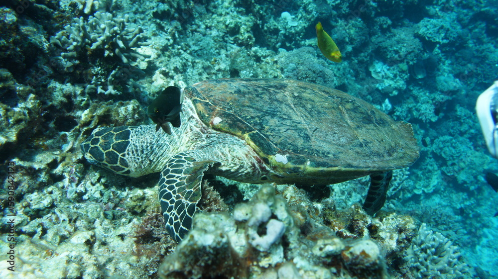 Wall mural Sea turtle in the okinawa