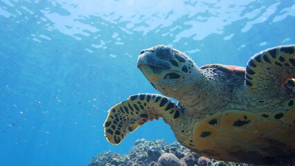 Sea turtle in the okinawa