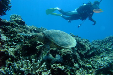 Fototapeta na wymiar Sea turtle in the okinawa