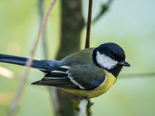 Mésange charbonnière.