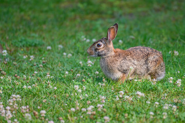 A cottontail rabbit in a meadow