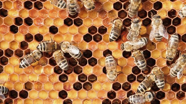 Honeycomb with colorful perga. Honeycomb with bee bread. Bees pack honeycomb with bee bread. Medicinal properties of bee bread. Apitherapy.