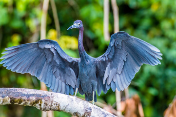 A view of a Blue Heron drying its wings beside the Tortuguero River in Costa Rica during the dry...
