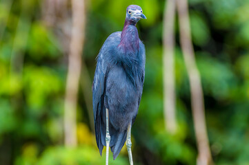 A close up view of a Blue Heron beside the Tortuguero River in Costa Rica during the dry season