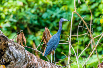 A view of a Blue Heron on a branch above the Tortuguero River in Costa Rica during the dry season