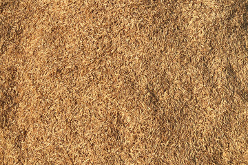 rice husks