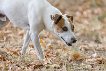 Dog with ball playing with children