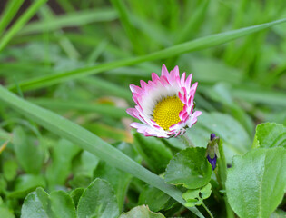 Daisy in the green grass. Daisy ( Bellis perennis) head on a green blurred background with space for text © Allodin