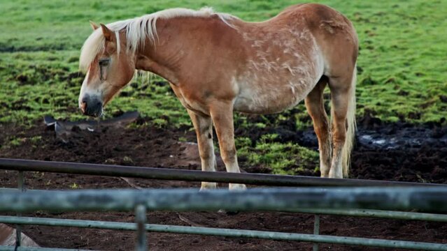 Haflinger horse in the green field at dawn