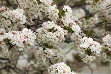 Apple tree blossom