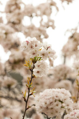 blooming apple tree