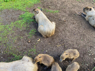 A group of capybara at zoo